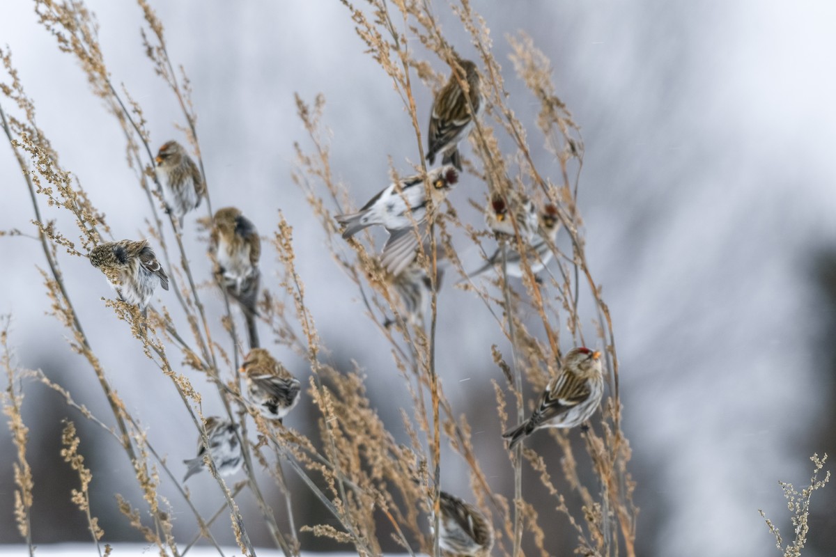 Redpoll - ML646859265