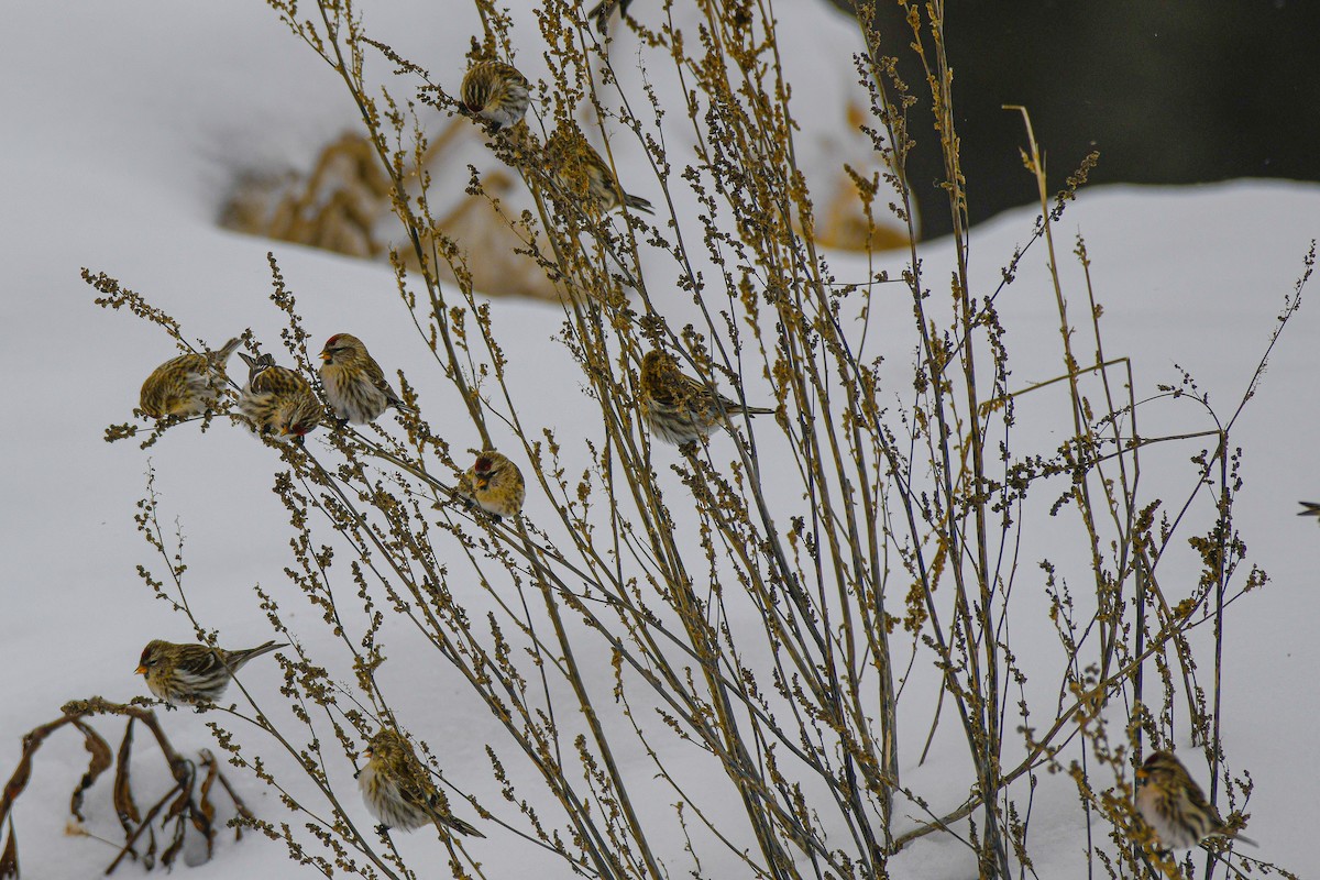 Redpoll - ML646859266