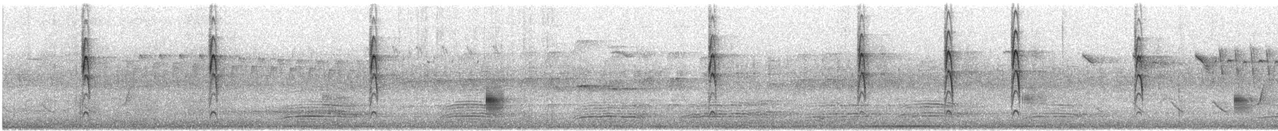 Graufächerschwanz (preissi) - ML646859267