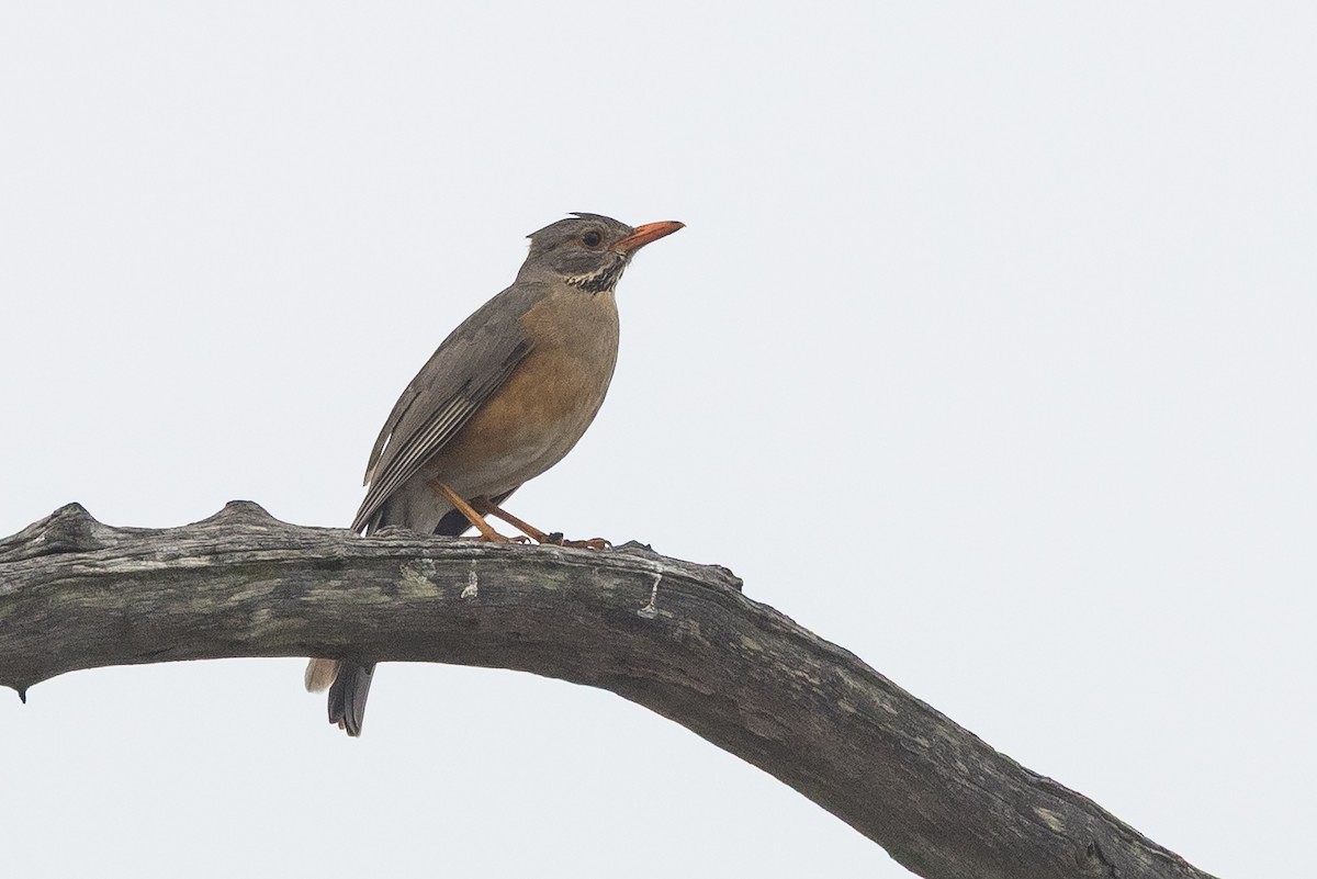 Kurrichane Thrush - ML646859268
