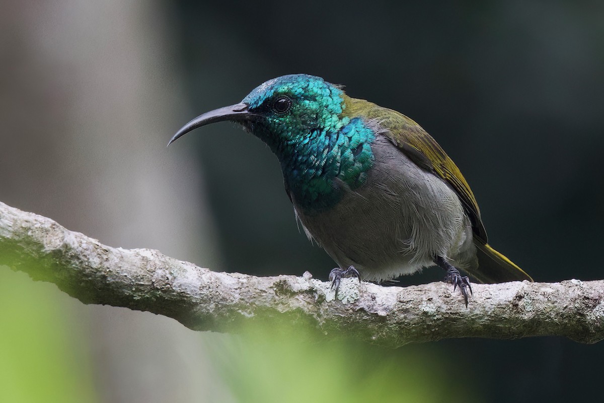 Green-headed Sunbird (Green-headed) - ML646859269