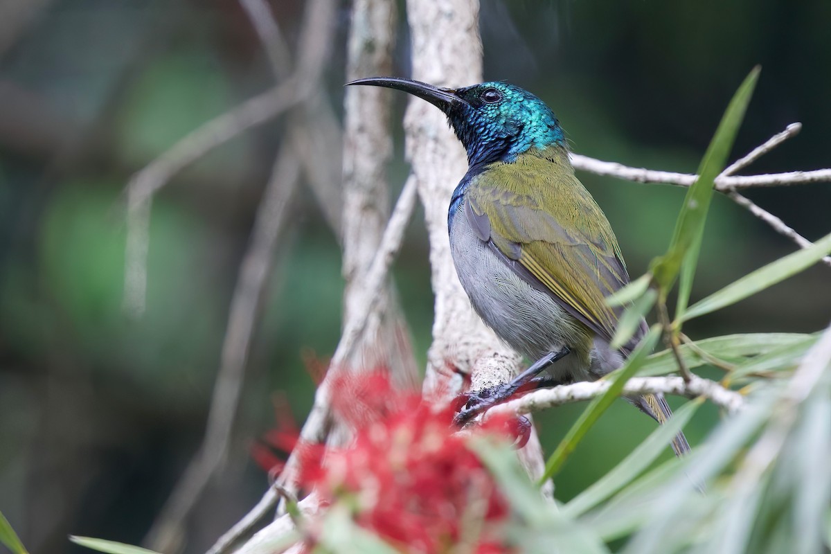 Green-headed Sunbird (Green-headed) - ML646859270