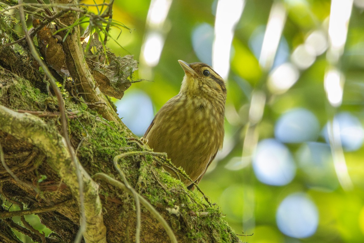 White-browed Foliage-gleaner - ML646859271