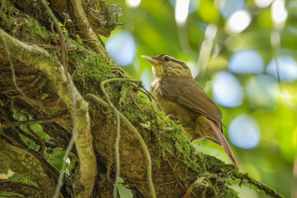 White-browed Foliage-gleaner - ML646859272