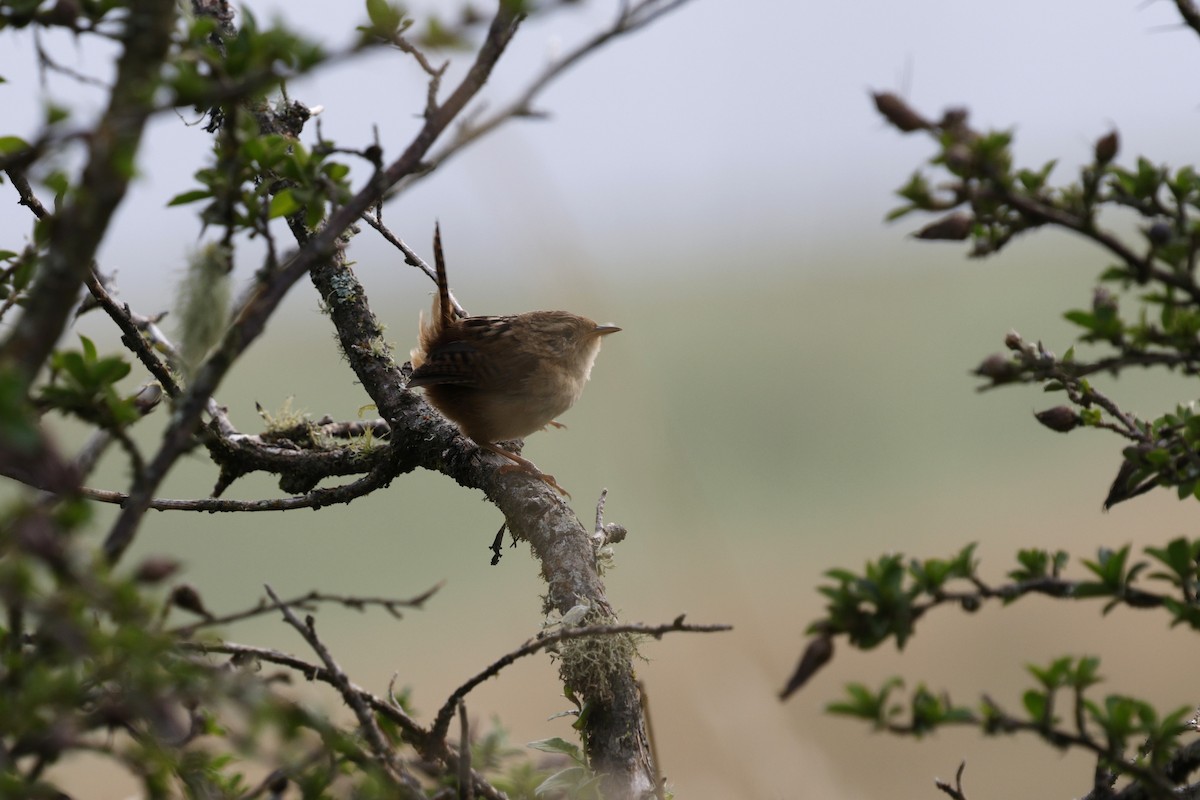 Grass Wren - ML646859273