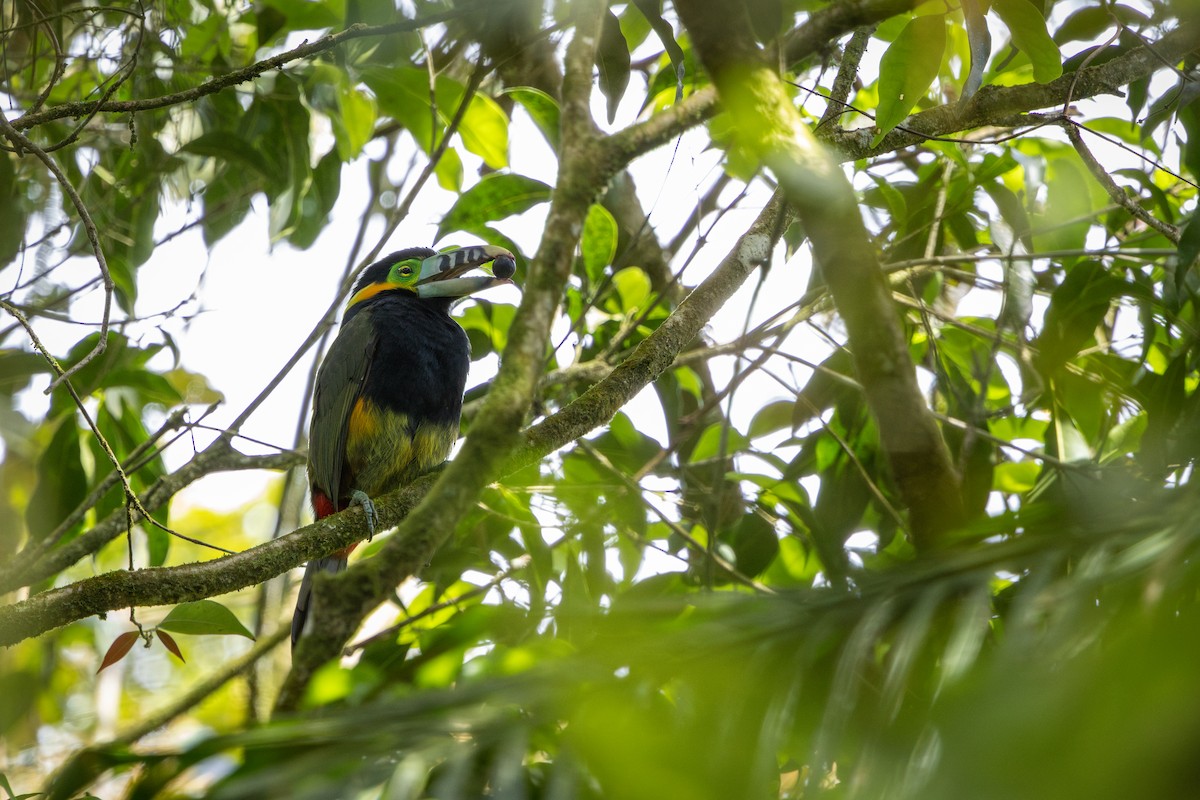 Spot-billed Toucanet - ML646859278