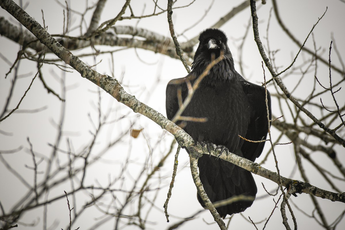 Common Raven - ML646859279