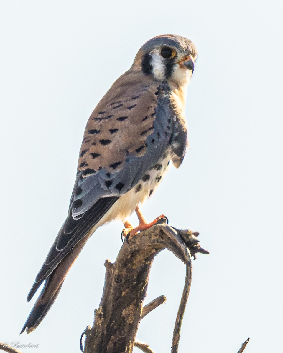 アメリカチョウゲンボウ - ML646859281