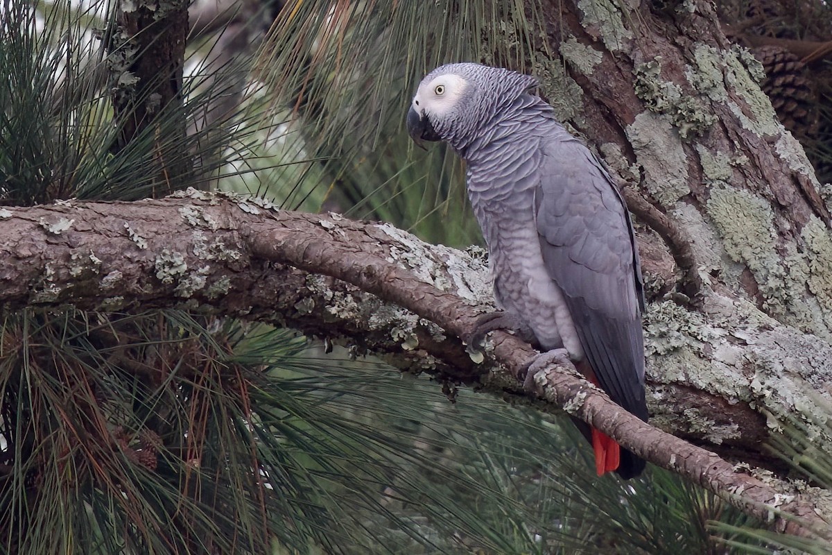 Loro Yaco (erithacus) - ML646859286