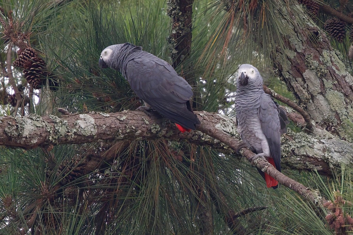 Loro Yaco (erithacus) - ML646859287