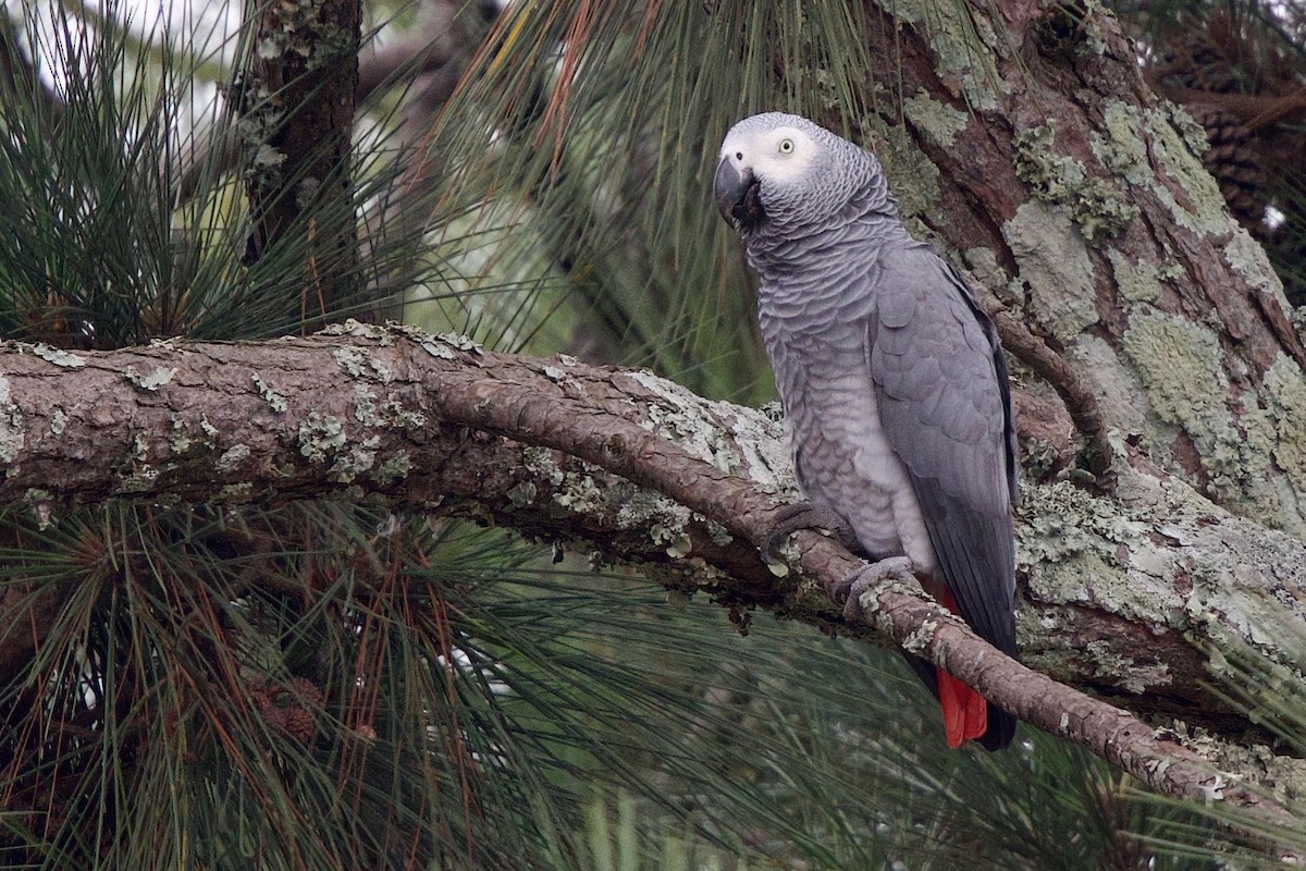 Loro Yaco (erithacus) - ML646859288