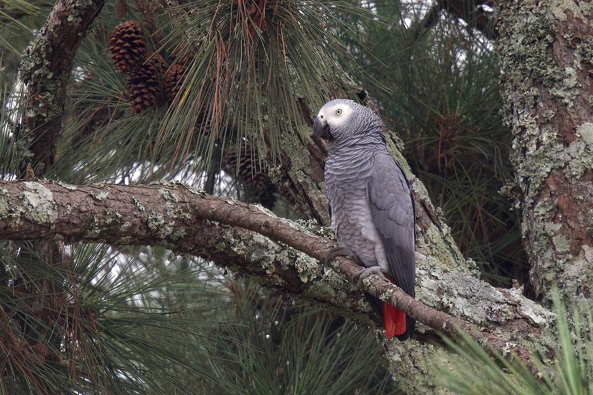 Loro Yaco (erithacus) - ML646859289