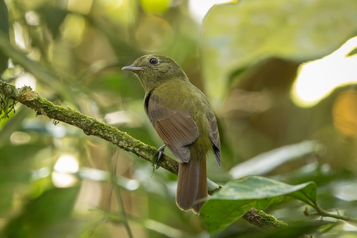 Greenish Schiffornis - ML646859290