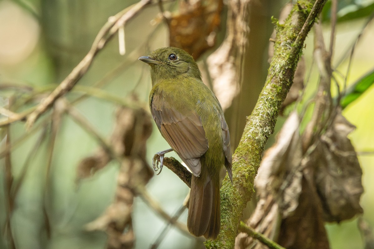 Greenish Schiffornis - ML646859291