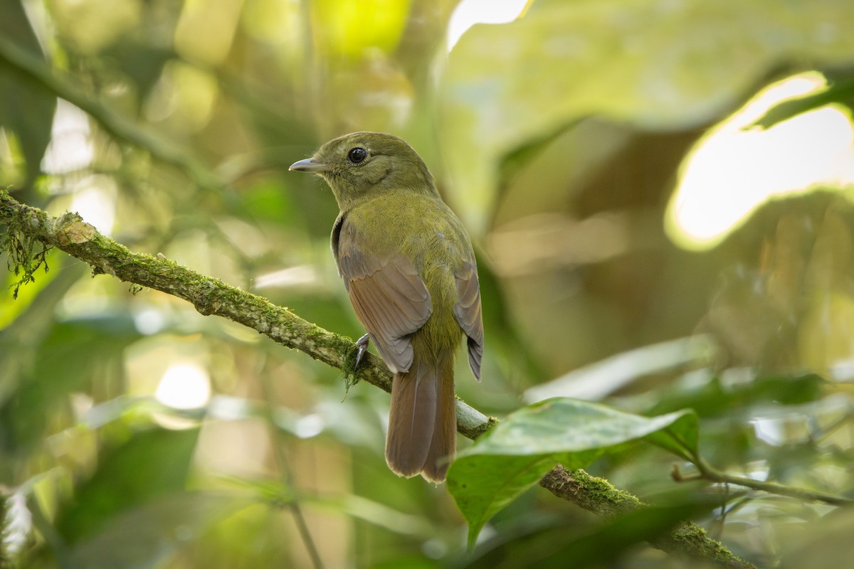 Greenish Schiffornis - ML646859292