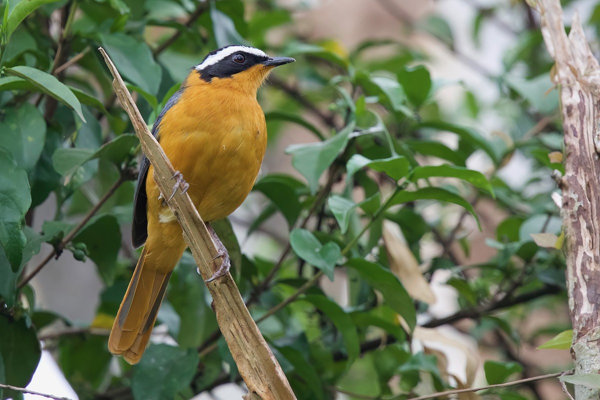 White-browed Robin-Chat - ML646859294