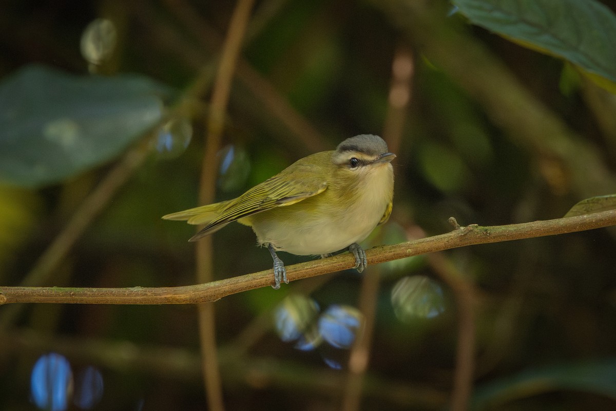 Chivi Vireo - ML646859296