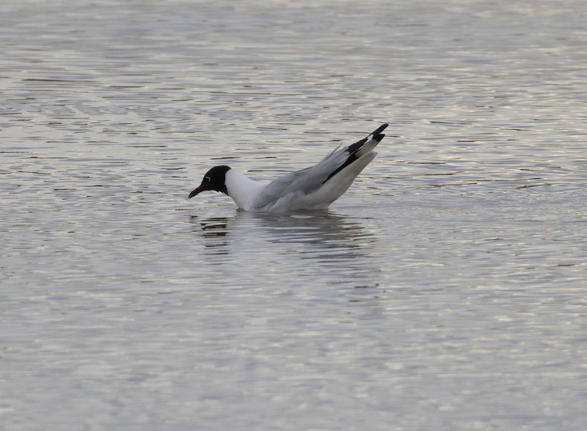 And Martısı - ML646859300