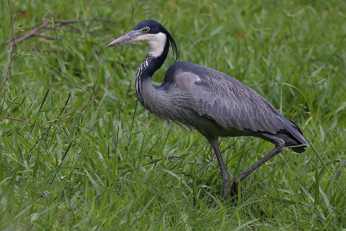Héron mélanocéphale - ML646859302