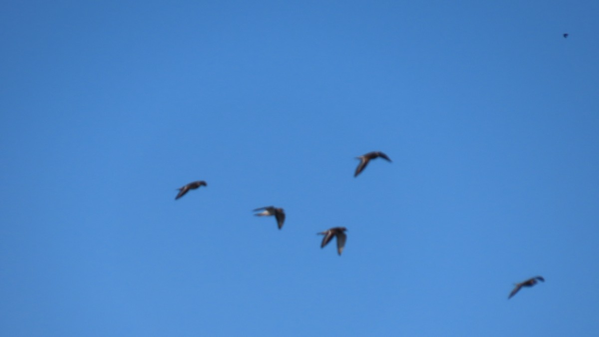 Killdeer - ML646859303