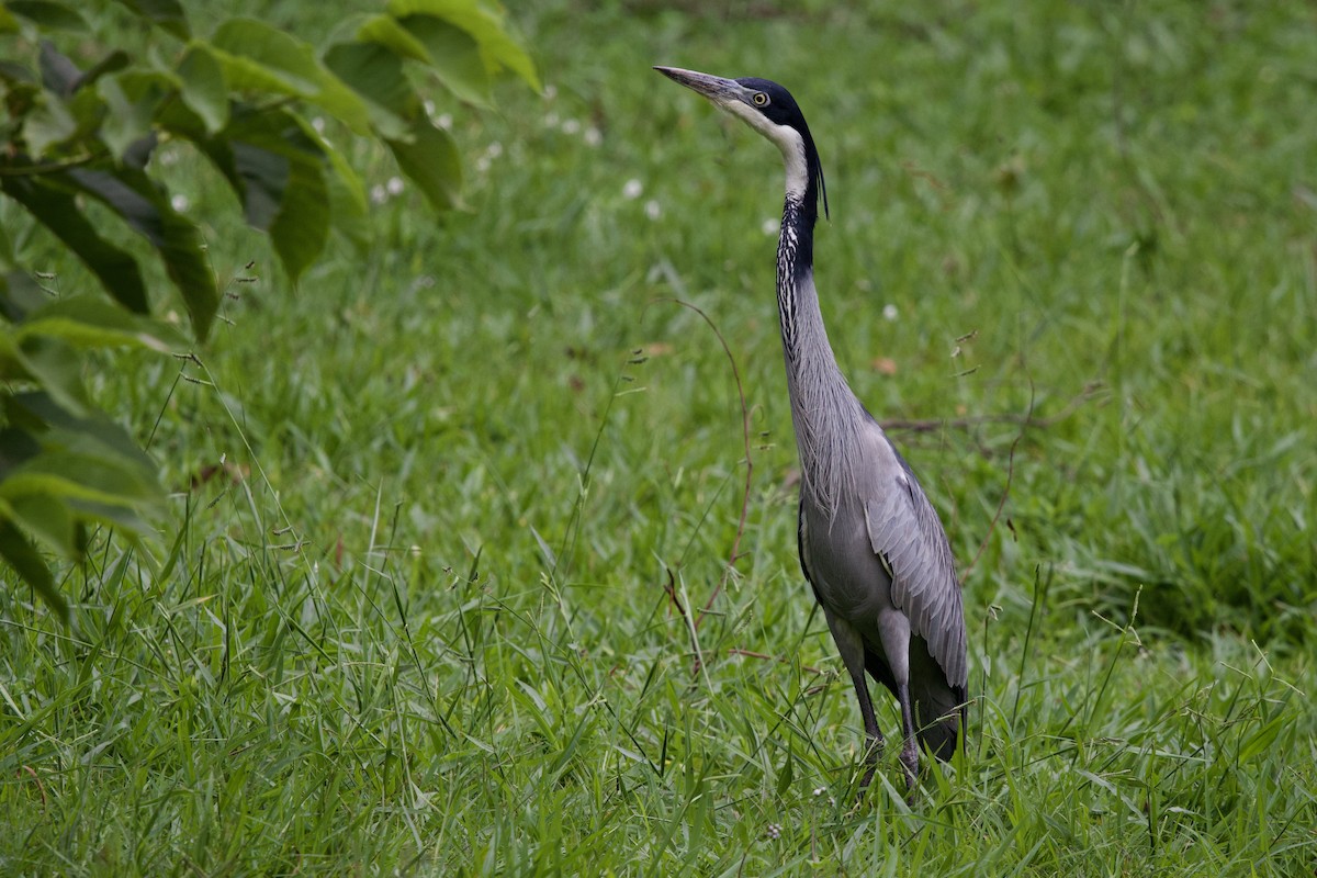 Héron mélanocéphale - ML646859304