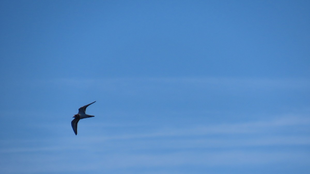 Killdeer - ML646859305