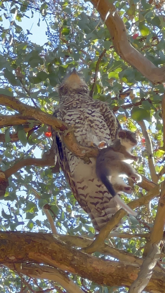 sovka statná - ML646859306