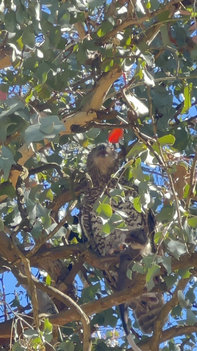 sovka statná - ML646859307