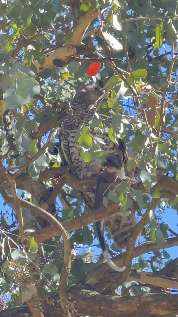 sovka statná - ML646859308