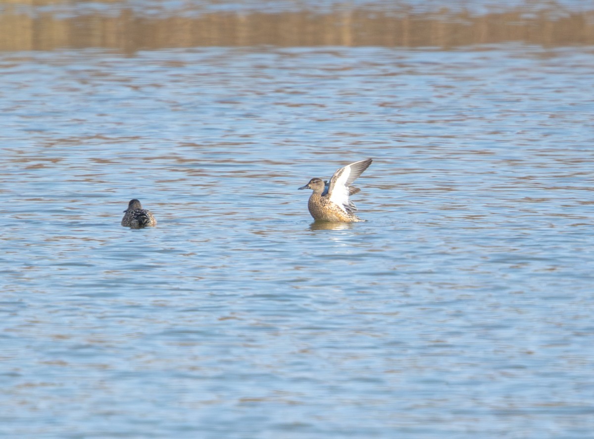 blåvingeand - ML646859309