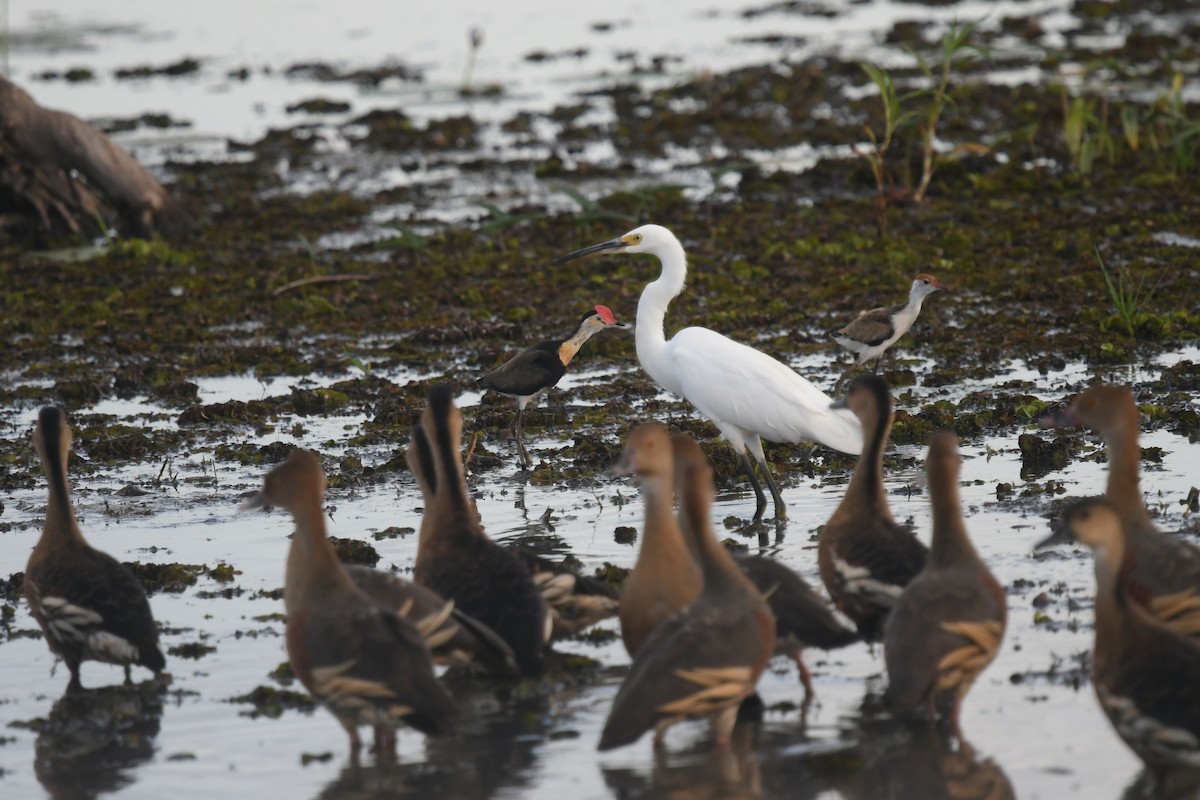 Garceta Plumífera - ML646859311