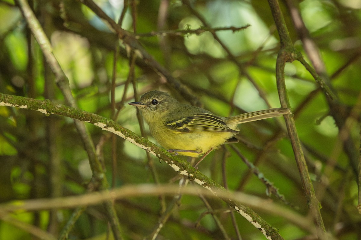 Mottle-cheeked Tyrannulet - ML646859313