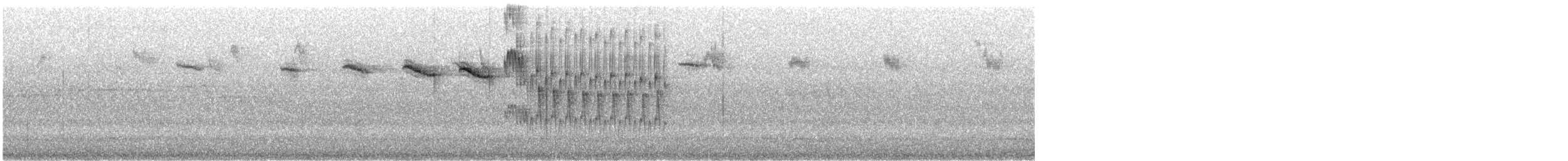 Silberkopf-Staffelschwanz - ML646859315