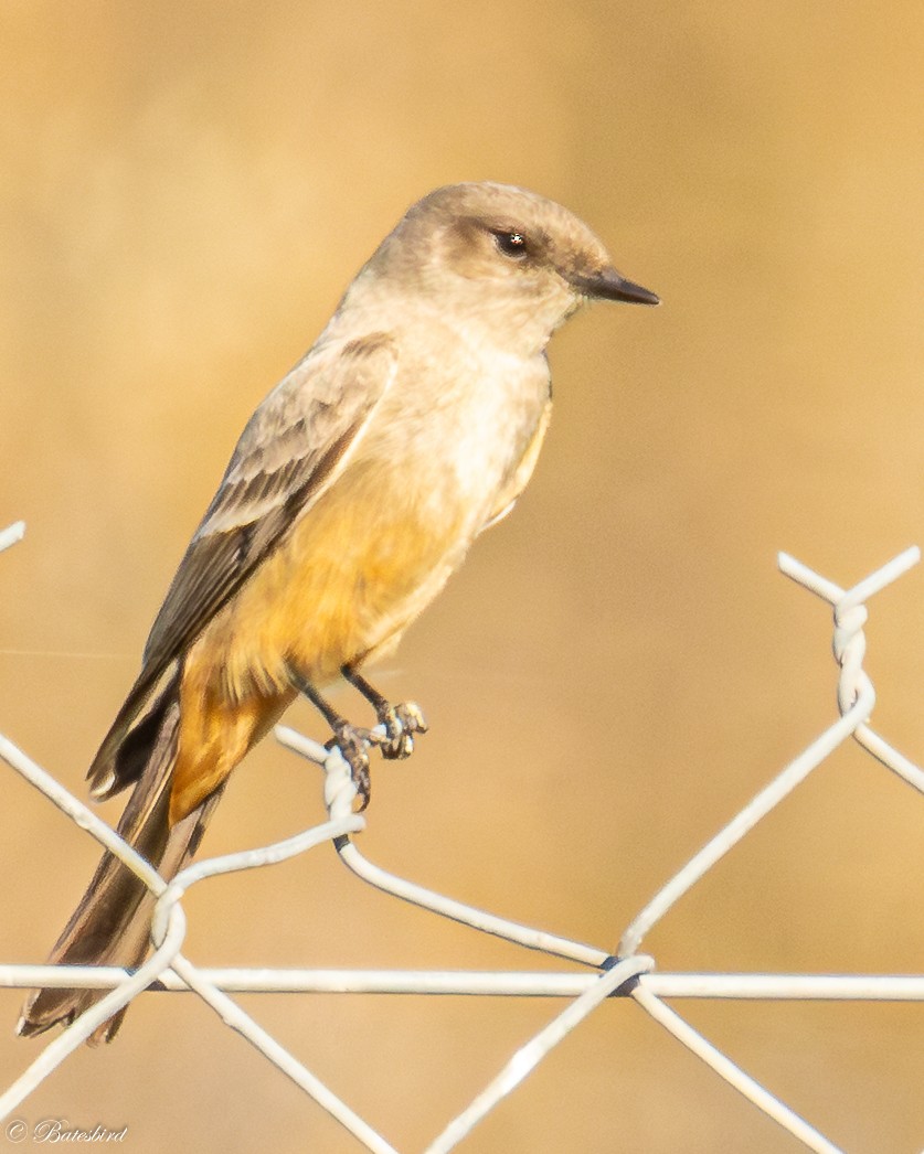 チャイロツキヒメハエトリ - ML646859316