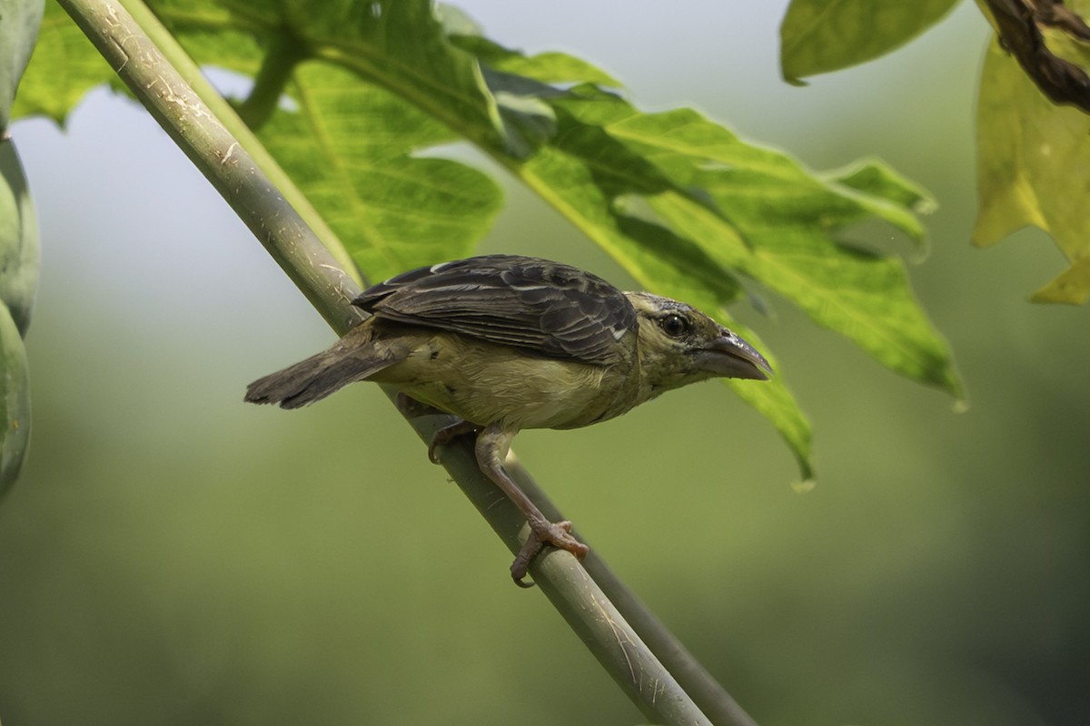 Fuchsweber - ML646859317