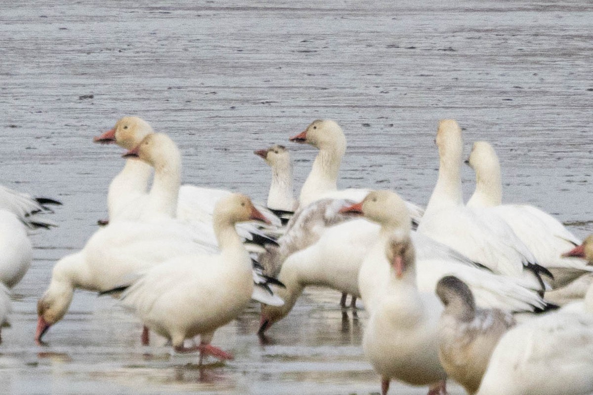 Ross's Goose - ML646859318