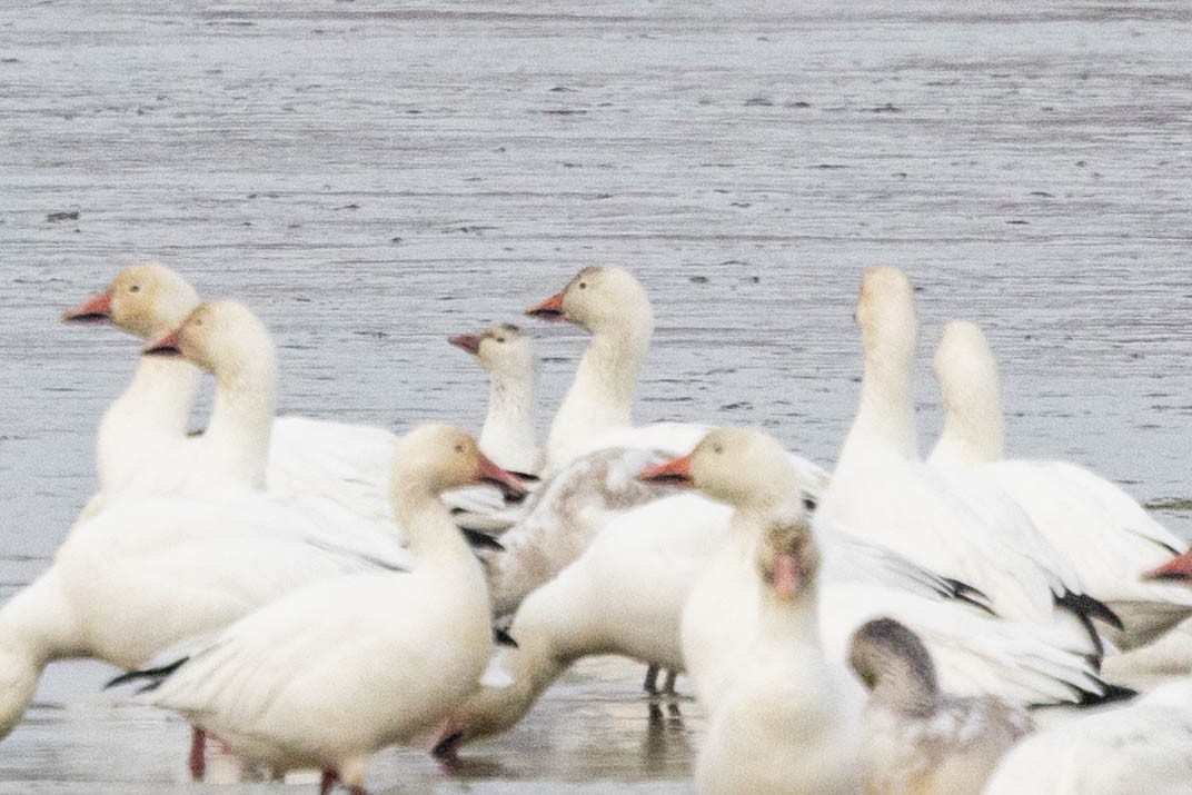 Ross's Goose - ML646859319