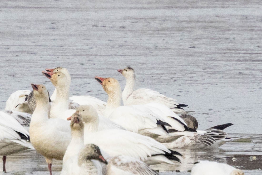 Ross's Goose - ML646859320