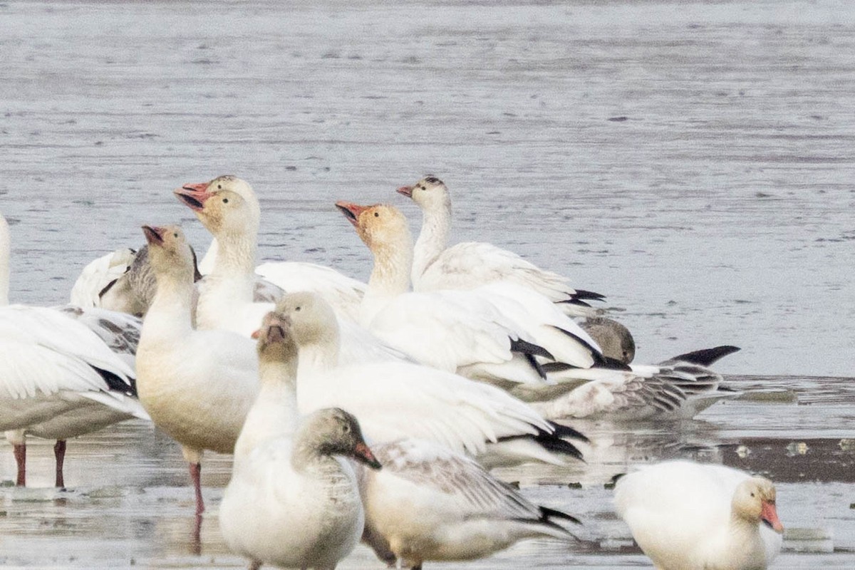 Ross's Goose - ML646859321
