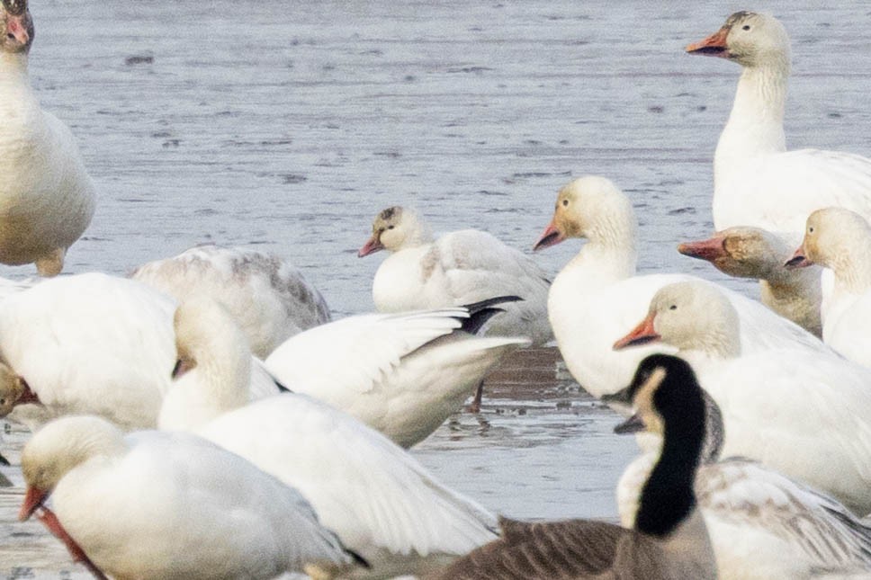 Ross's Goose - ML646859322