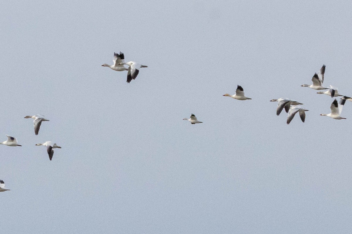 Ross's Goose - ML646859323