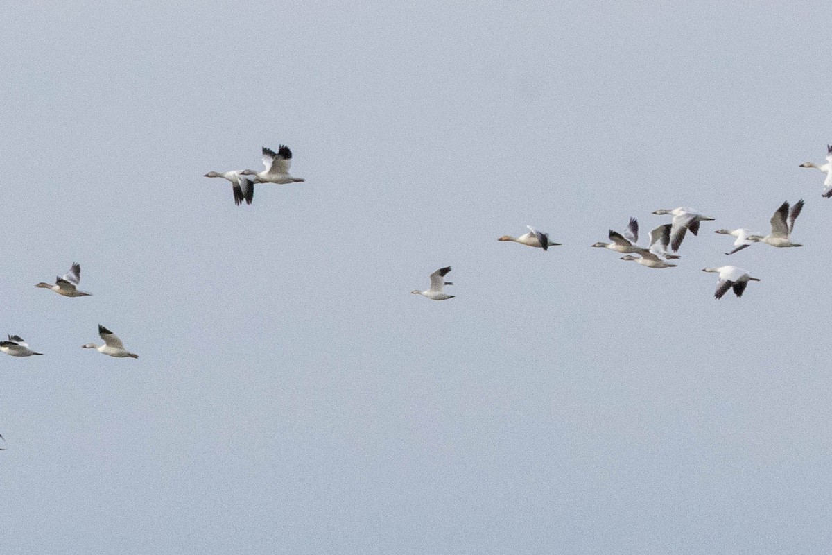 Ross's Goose - ML646859324