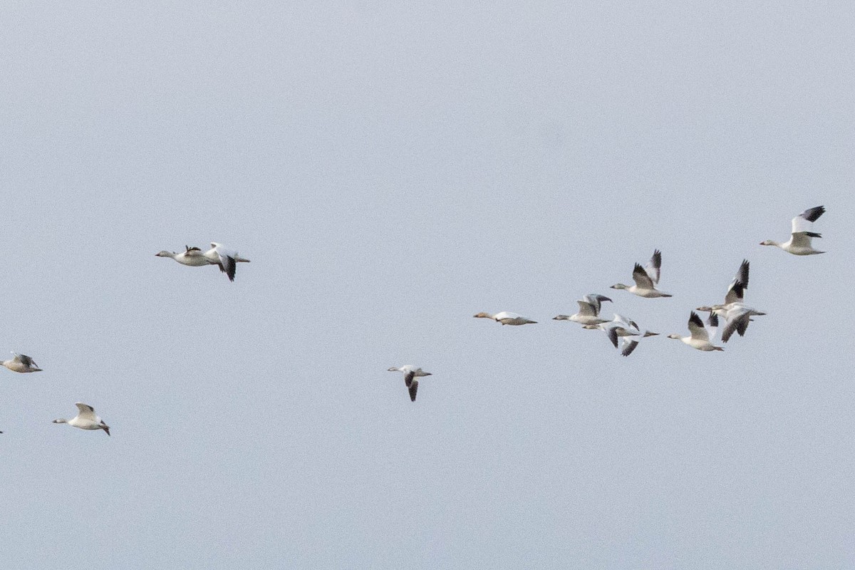 Ross's Goose - ML646859325