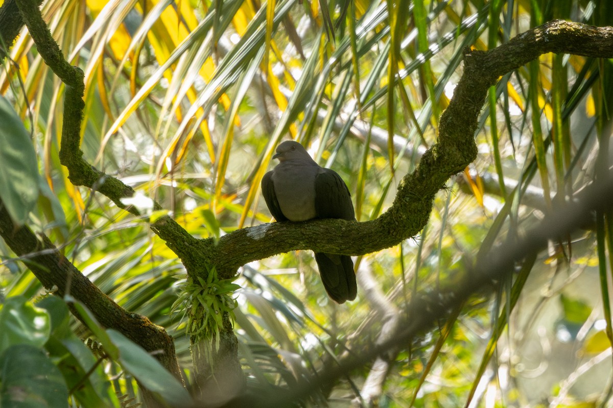 Plumbeous Pigeon - ML646859327