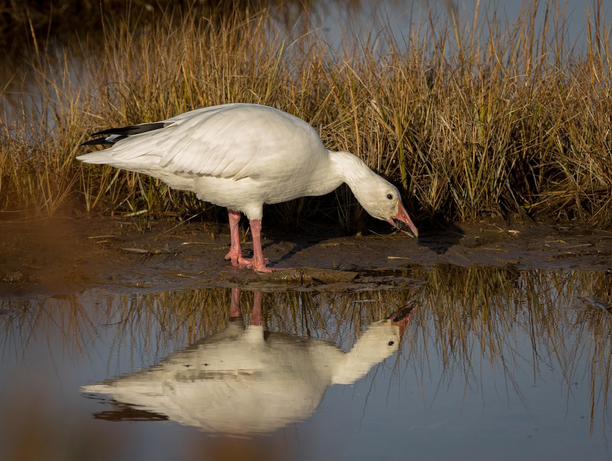 snøgås - ML646859329