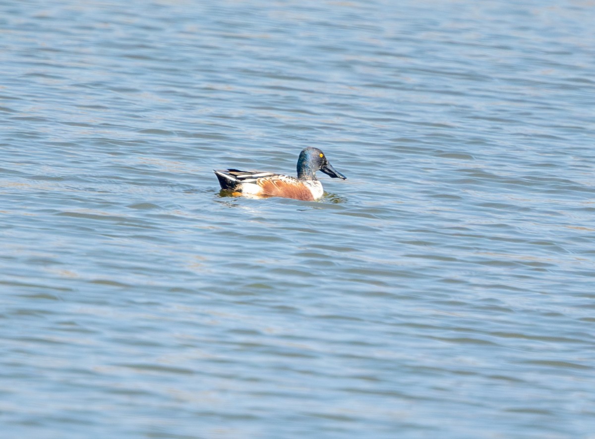 ハシビロガモ - ML646859330