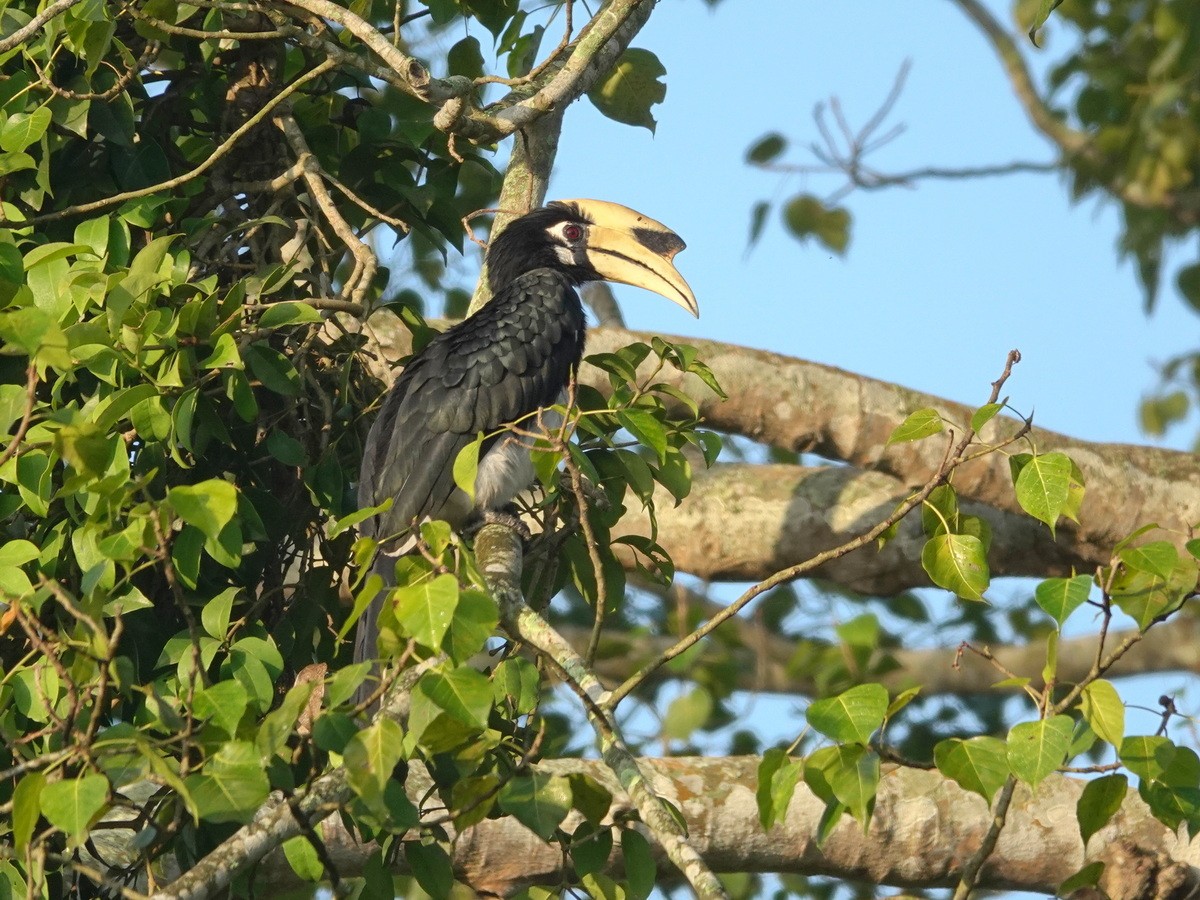 orienthornfugl - ML646859338