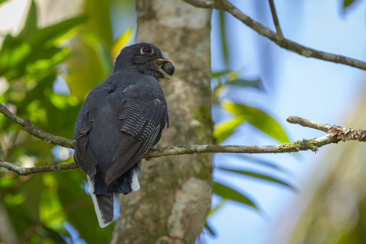 Surucua Trogon - ML646859339