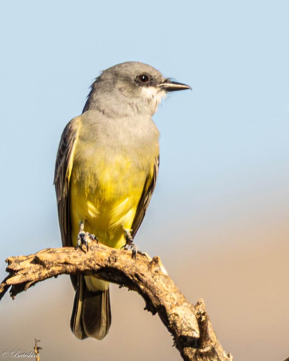 ハシボソタイランチョウ - ML646859343