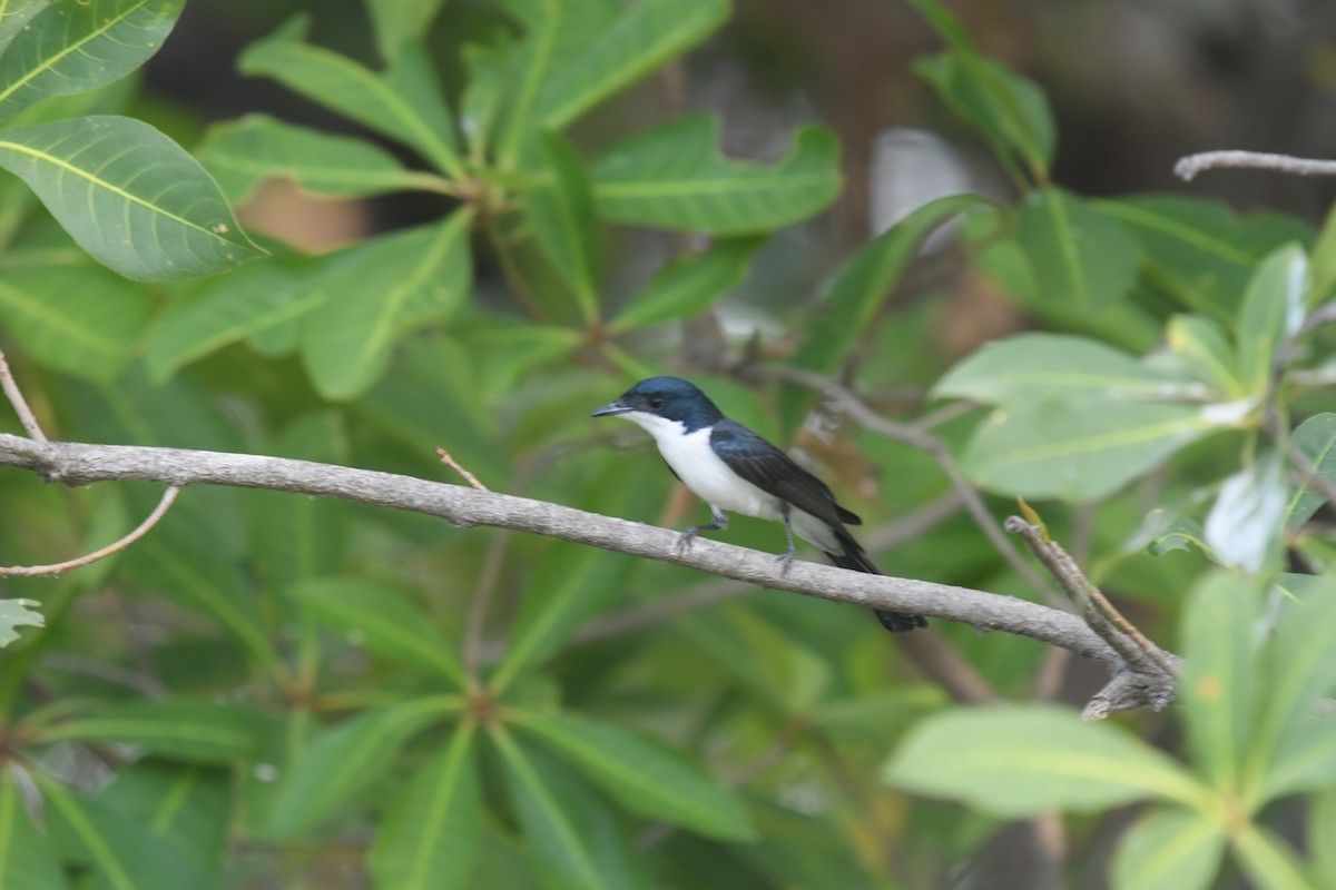 Monarca Chico - ML646859344